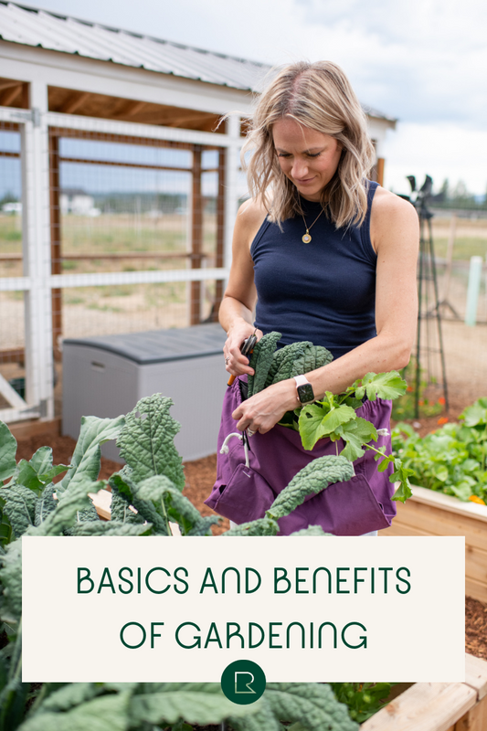 harvesting kale in raised bed
