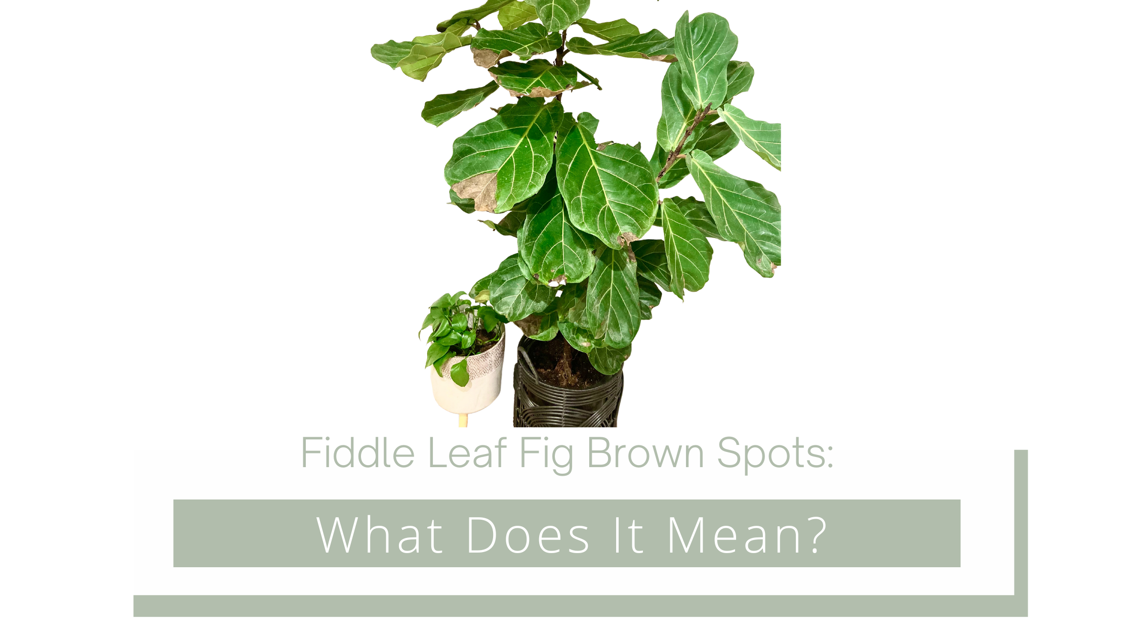 fiddle leaf fig brown spots
