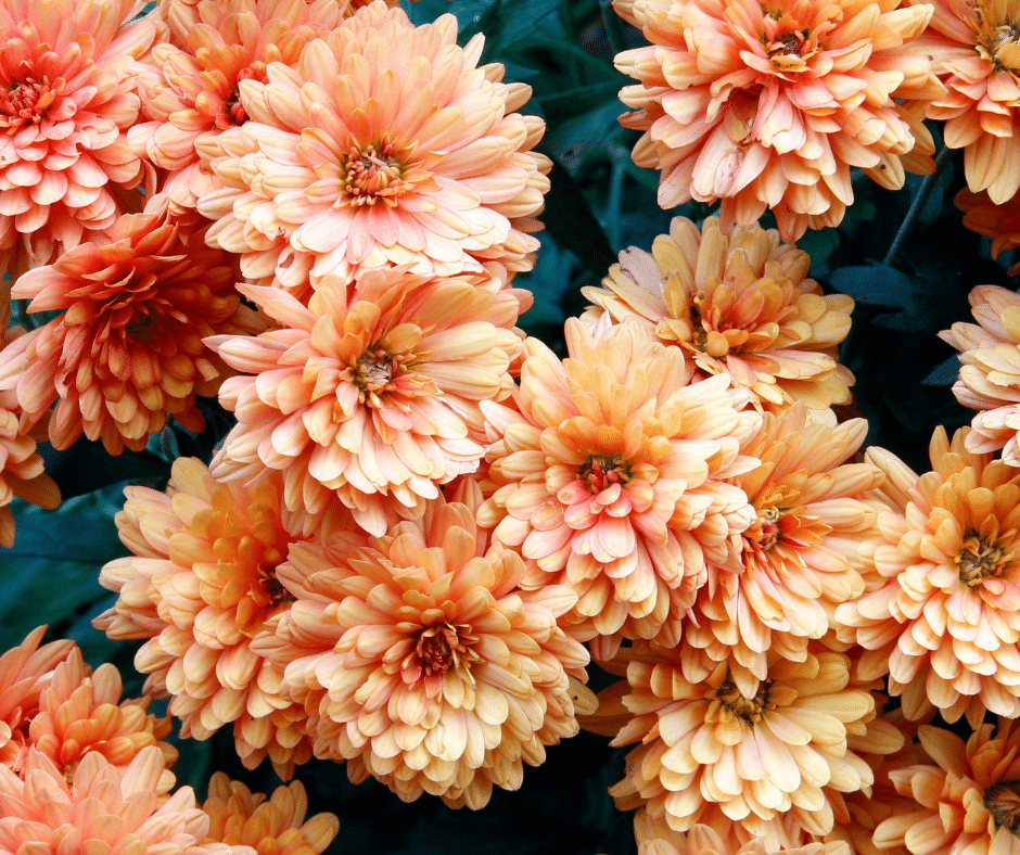 how to care for your mums