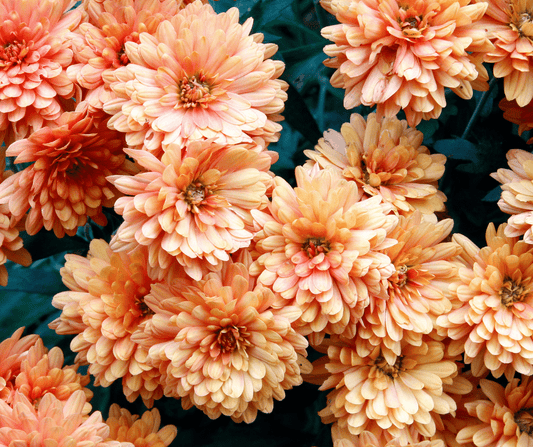 how to care for your mums