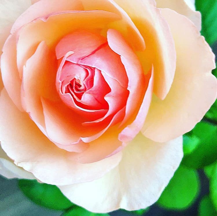 roo apron fall rose prep