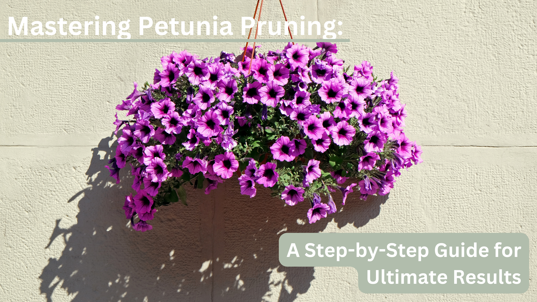 Mastering Petunia Pruning: A Step-by-Step Guide for Ultimate Results