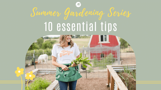summer gardening harvesting beets