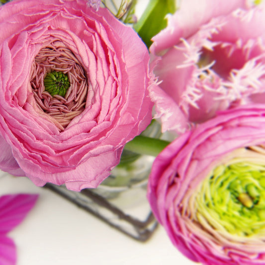 5 Things To Know Before Planting Ranunculus