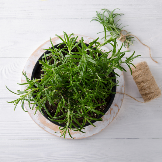rosemary herb in a pot