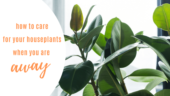 indoor house plant care