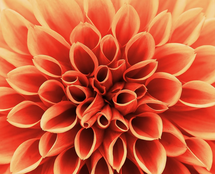 Roo apron dahlia fact