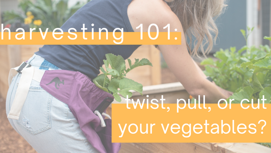 harvesting vegetables from your garden