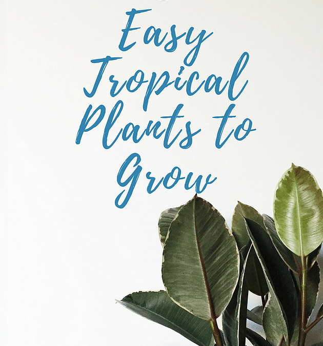 5 Easiest Tropical Plants to Grow Indoors