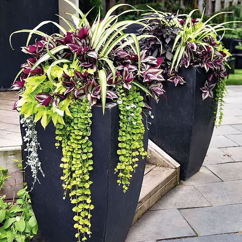 How to Have Beautiful Potted Plants