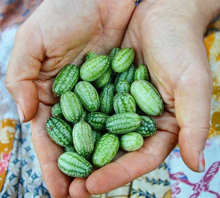 Cucamelons 101: How to Grow & When to Harvest