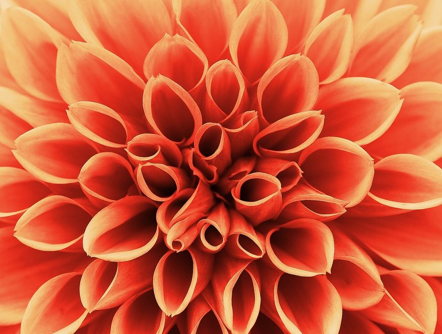 10 Interesting Facts About Dahlias That May Surprise You