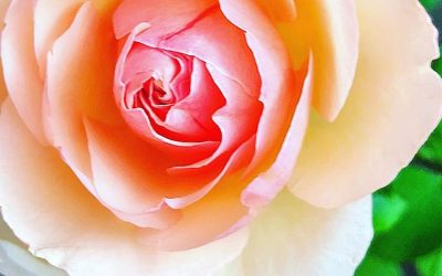 5 Steps to Get Your Roses Ready for Fall