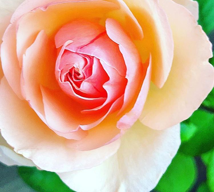 5 Steps to Get Your Roses Ready for Fall