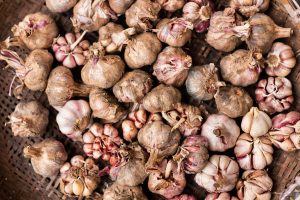 Growing Garlic Roo Apron
