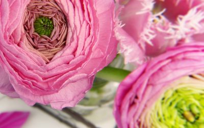 5 Things To Know Before Planting Ranunculus