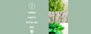 3 outdoor plants to keep the flies away
