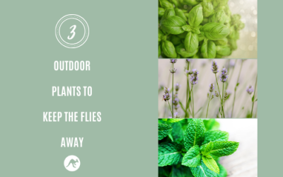 3 Outdoor Plants To Keep The Flies Away