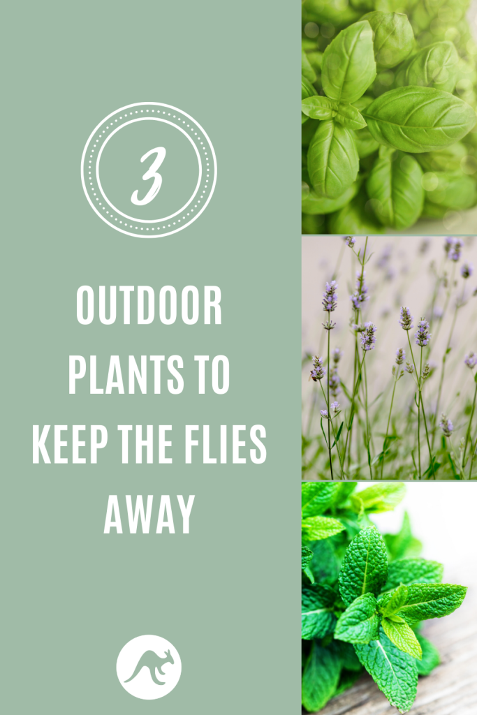 plants to keep flies away