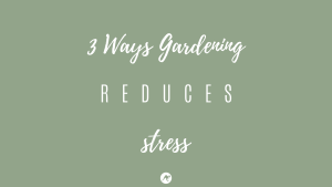 3 ways gardening reduces stress