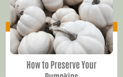 How to Preserve Your Pumpkins | 3 Simple Steps