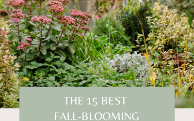 Best Fall-Blooming Perennials