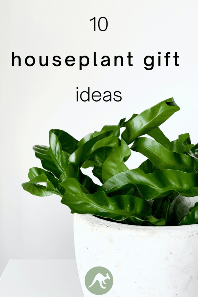 house plant gift idea