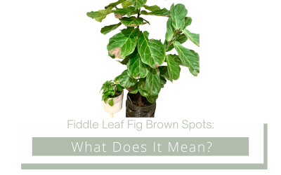Fiddle Leaf Fig Brown Spots: What Does It Mean?