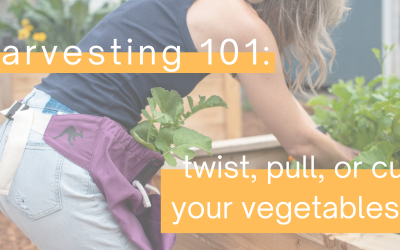 Harvesting 101: Twist, Pull Or Cut Your Vegetables